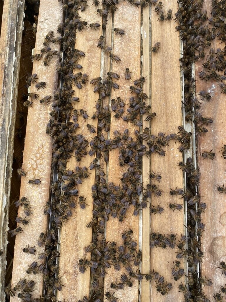 honey season in northern vietnam