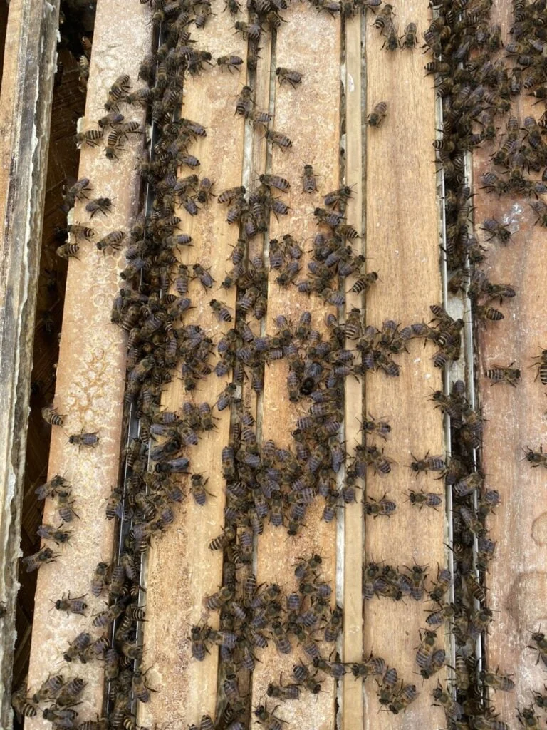 honey season in northern vietnam